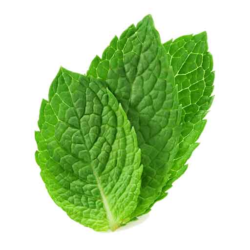 طعم نعناع - mint flavor